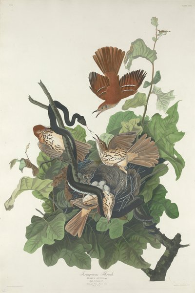Ferruginous Thrush by John James Audubon